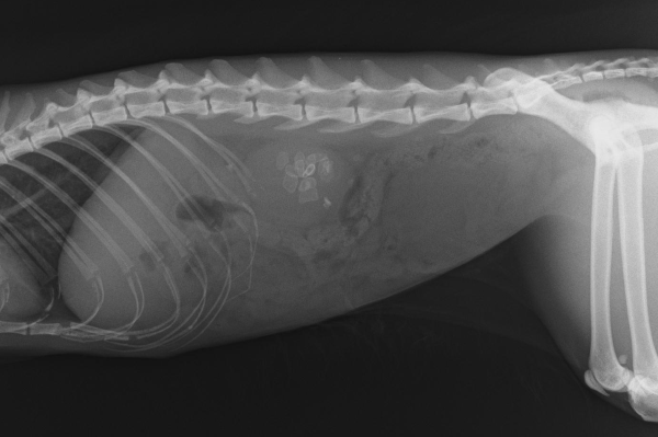 Feline bladder outlet stones